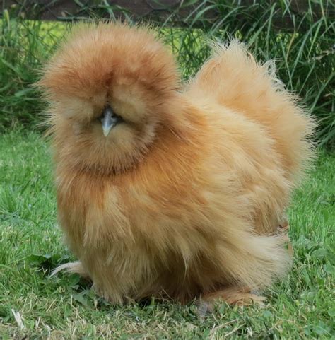 Buy your funky <b>chickens</b> from Meyer Hatchery for a fun and beautiful flock. . Chinese silkie chicken for sale near texas